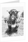 View of Prize Bull by Anonymous