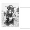 View of Prize Bull by Anonymous