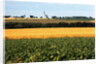 Cornfield with Church in Background by Anonymous