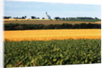 Cornfield with Church in Background by Anonymous