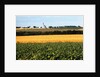 Cornfield with Church in Background by Anonymous