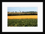 Cornfield with Church in Background by Anonymous