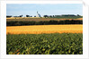Cornfield with Church in Background by Anonymous