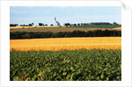 Cornfield with Church in Background by Anonymous