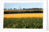 Cornfield with Church in Background by Anonymous