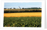 Cornfield with Church in Background by Anonymous