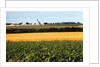 Cornfield with Church in Background by Anonymous
