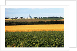 Cornfield with Church in Background by Anonymous
