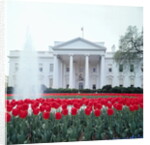 The White House by Anonymous