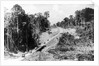 Trans Amazon Highway by Anonymous