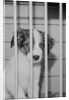 Dog Waiting for Adoption in Cage by Anonymous