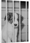 Dog Waiting for Adoption in Cage by Anonymous