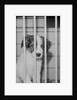 Dog Waiting for Adoption in Cage by Anonymous