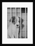 Dog Waiting for Adoption in Cage by Anonymous