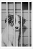 Dog Waiting for Adoption in Cage by Anonymous