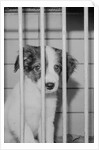 Dog Waiting for Adoption in Cage by Anonymous
