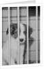 Dog Waiting for Adoption in Cage by Anonymous