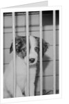 Dog Waiting for Adoption in Cage by Anonymous