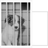 Dog Waiting for Adoption in Cage by Anonymous