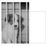 Dog Waiting for Adoption in Cage by Anonymous