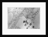 Tumors Budding from Cell Membrane by Anonymous