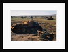A Field of Wrecked Tanks by Anonymous