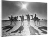 Botswana's Police Camel Corps by Anonymous