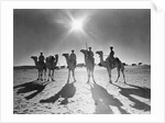 Botswana's Police Camel Corps by Anonymous