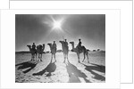 Botswana's Police Camel Corps by Anonymous