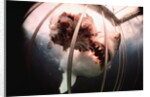 Great White Shark Attacking Horsemeat by Anonymous