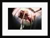 Great White Shark Attacking Horsemeat by Anonymous