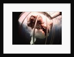 Great White Shark Attacking Horsemeat by Anonymous