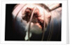 Great White Shark Attacking Horsemeat by Anonymous
