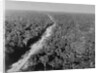 Trans Amazon Highway by Anonymous