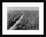 Trans Amazon Highway by Anonymous