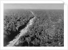 Trans Amazon Highway by Anonymous