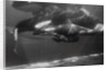Family of Whales at Marineland by Anonymous