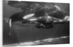 Family of Whales at Marineland by Anonymous