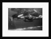 Family of Whales at Marineland by Anonymous