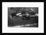 Family of Whales at Marineland by Anonymous