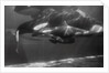 Family of Whales at Marineland by Anonymous