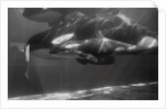 Family of Whales at Marineland by Anonymous