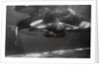 Family of Whales at Marineland by Anonymous