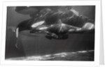 Family of Whales at Marineland by Anonymous