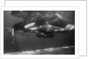 Family of Whales at Marineland by Anonymous
