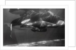 Family of Whales at Marineland by Anonymous