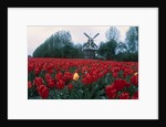 Field of Tulips with Windmill by Anonymous