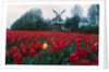 Field of Tulips with Windmill by Anonymous