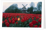 Field of Tulips with Windmill by Anonymous