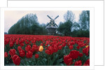 Field of Tulips with Windmill by Anonymous